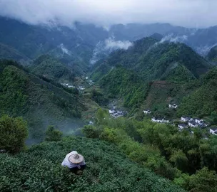 黄山毛峰，名茶与名胜的共赢