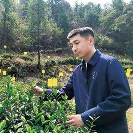 黄山毛峰，名茶与名胜的共赢5