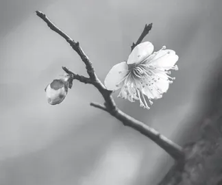 乞丐虎1