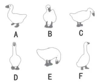 你觉得哪一只鹅最顺眼？看看你在团体中是什么角色