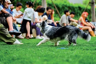 “毛孩子”变家人，城市如何更“宠”爱？