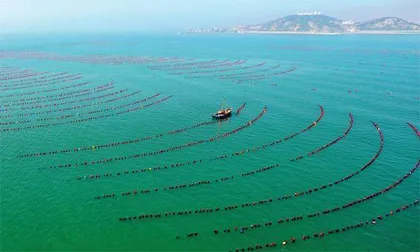 海面之下，打造中国下一个粮仓3