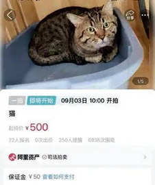 为宠物花钱，竟有这么多新花样！4