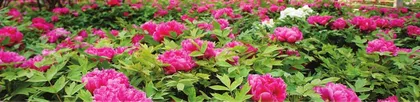 年入20亿元,半亩花田凭什么?2