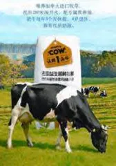 认养一头牛还能继续牛下去吗?2