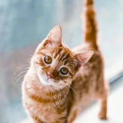 宠物营销:猫狗还能帮品牌赚钱?1