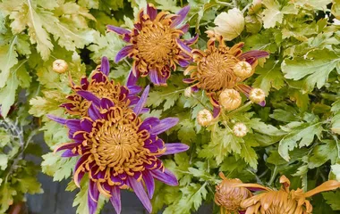 丽而不娇,“花中四君子”之菊花1