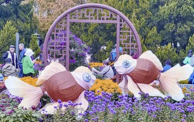 丽而不娇,“花中四君子”之菊花2