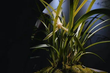 悠悠兰草香,谦谦君子心2