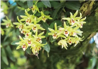 峭壁上长出的“金钗花”1