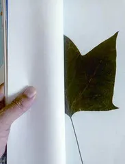 一片叶子的华丽转身3