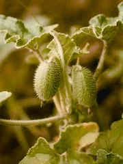 会“爆炸”的植物2