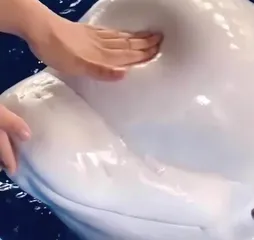 白鲸的额头软乎乎