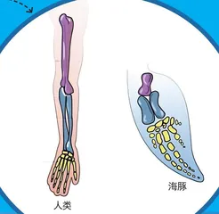 长着“拇指”的海豚
