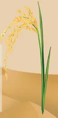 沙漠温室种出水稻