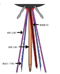 蚊子的6“针”口器