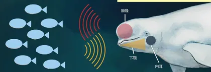 白鲸的额头软乎乎1
