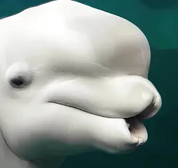 白鲸的额头软乎乎2