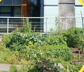 绿色屋顶9