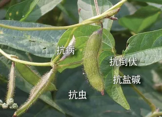 大豆的“祖宗”2