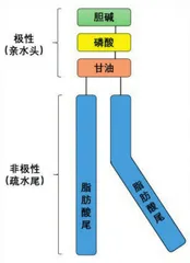 油水冤家,相逢一笑——迷人的“双亲分子”2