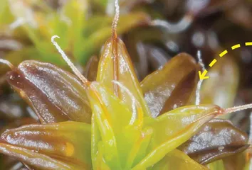 能“死而复活”的植物0