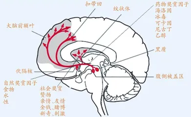 如何让大脑“培养”出好习惯