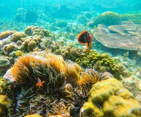海洋动物为何长游不累