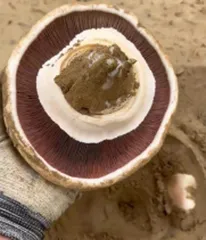 地下大蘑菇