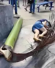 叶子砸伤人