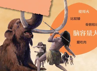 一生爱肉的尼安德特人