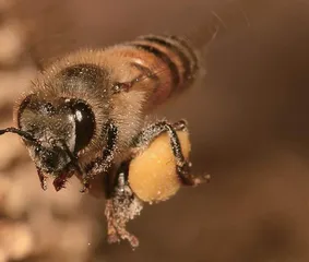 蜜蜂提篮