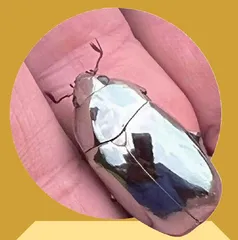 宝石金龟0