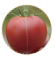 番茄的“缝合线”0