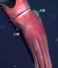 深海头足类0