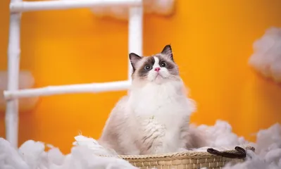 免费养猫,坑惨年轻人2