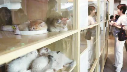 免费养猫,坑惨年轻人3