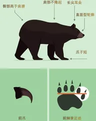 如何防范熊类伤害?4