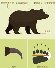 如何防范熊类伤害?5