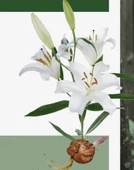 奇趣花木在天府10