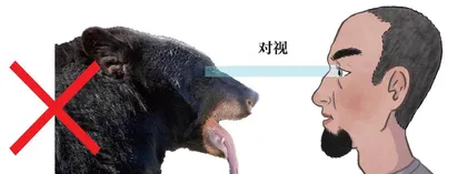 如何防范熊类伤害?9