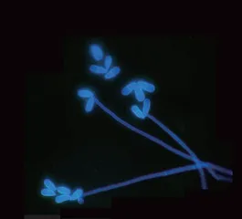 荧光显微,看透生命11