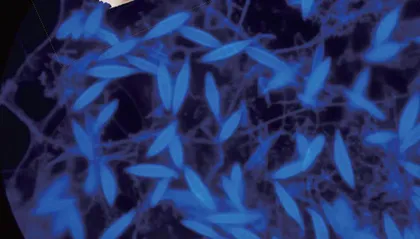 荧光显微,看透生命13
