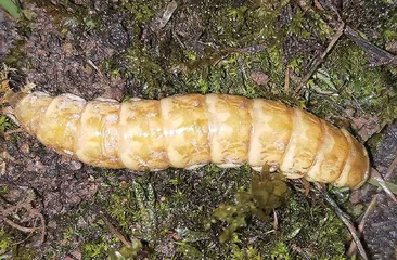 “舞火龙”的巨型萤火虫2