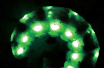 “舞火龙”的巨型萤火虫7