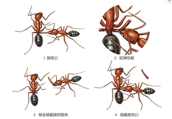 蚂蚁竟然会给同伴“做手术”!4