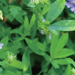 牧草之王1