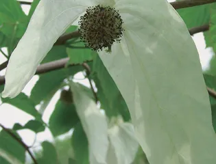 鸽子树的故事1