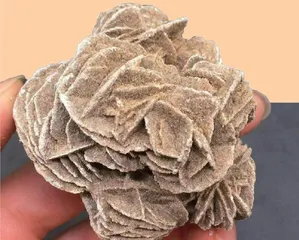 沙漠里有玫瑰?1