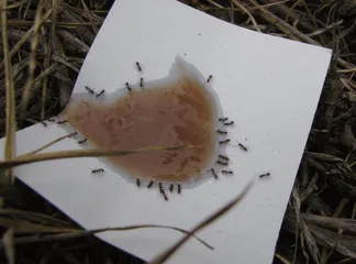 咖啡因,蚂蚁的健脑好伙伴1